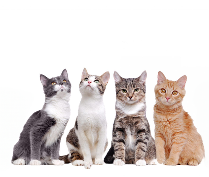 The 5 Most Common Types of Cats and How They Act as Pets